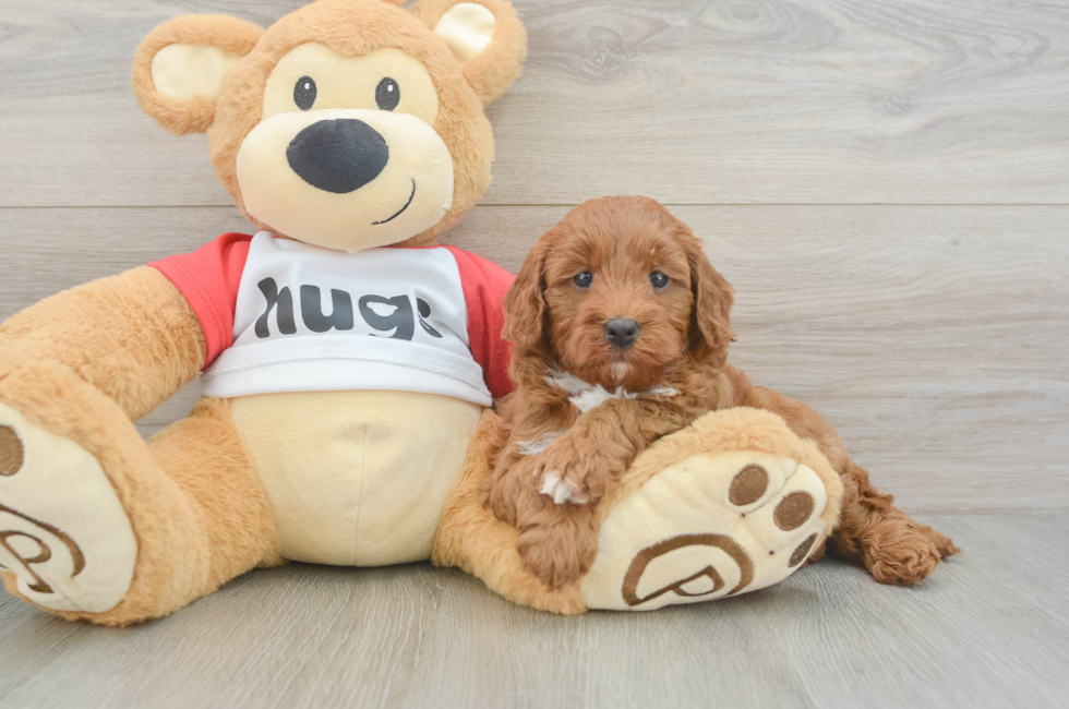 5 week old Cavapoo Puppy For Sale - Seaside Pups