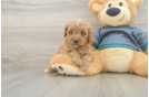 Best Cavapoo Baby