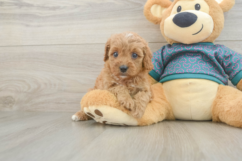 Best Cavapoo Baby