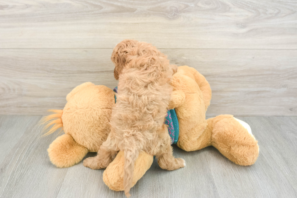 Cavapoo Pup Being Cute