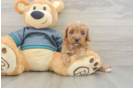 Best Cavapoo Baby