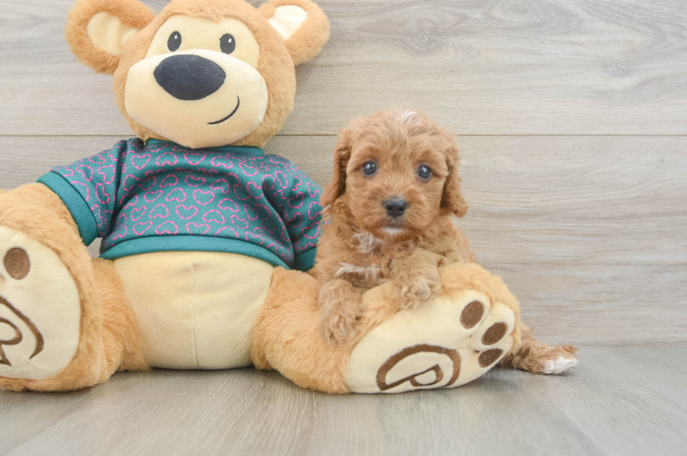 5 week old Cavapoo Puppy For Sale - Seaside Pups
