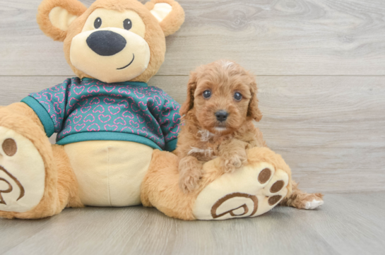 Best Cavapoo Baby