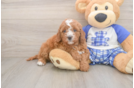 Sweet Cavapoo Baby