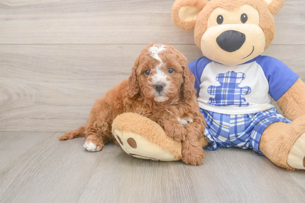 Sweet Cavapoo Baby