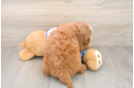 Sweet Cavapoo Baby