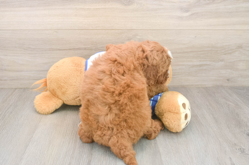 Sweet Cavapoo Baby