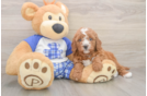 Playful Cavapoodle Poodle Mix Puppy