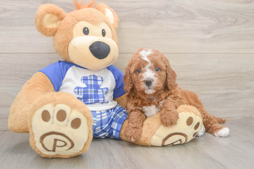 Playful Cavapoodle Poodle Mix Puppy