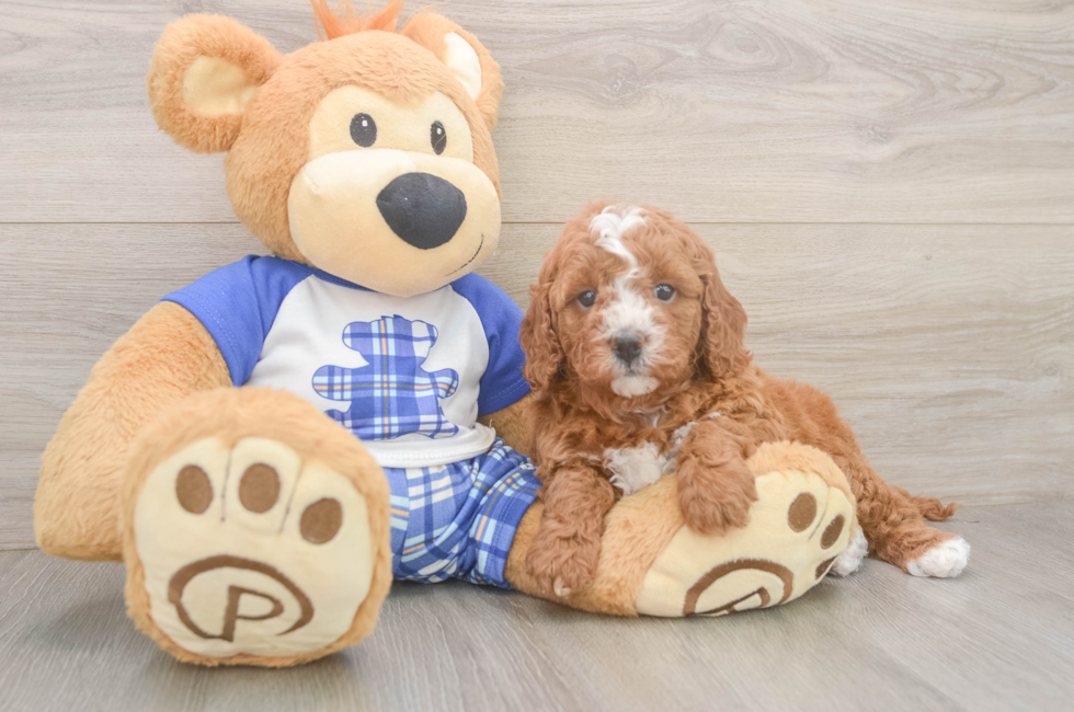5 week old Cavapoo Puppy For Sale - Seaside Pups