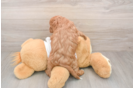 Cavapoo Puppy for Adoption