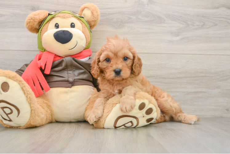 Petite Cavapoo Poodle Mix Pup