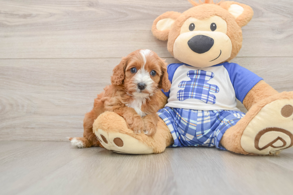 Cavapoo Puppy for Adoption