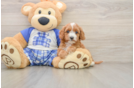 Cavapoo Puppy for Adoption
