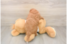 Cavapoo Puppy for Adoption