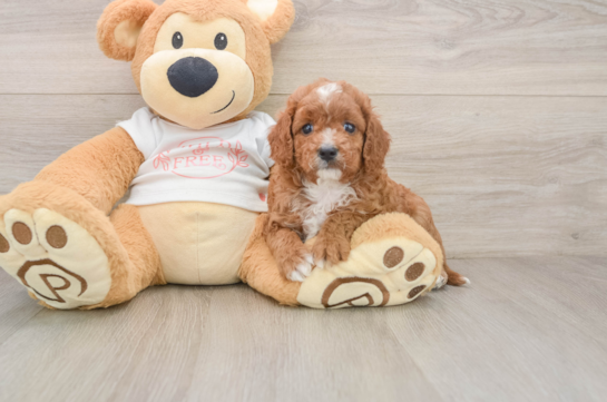 Playful Cavapoodle Poodle Mix Puppy