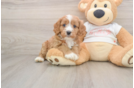 Friendly Cavapoo Baby