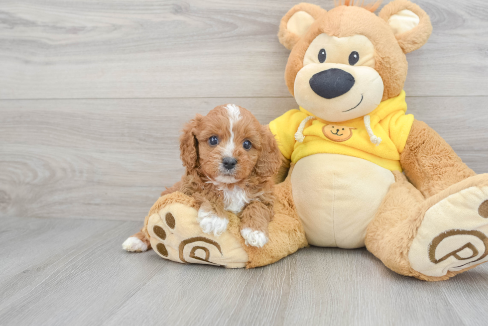 Popular Cavapoo Poodle Mix Pup