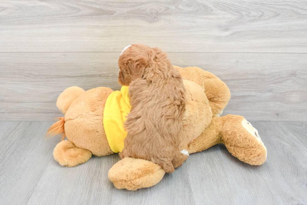 Cavapoo Pup Being Cute