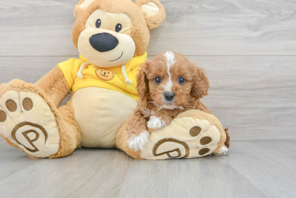 Cavapoo Pup Being Cute