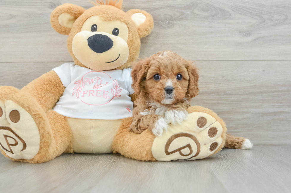 6 week old Cavapoo Puppy For Sale - Seaside Pups