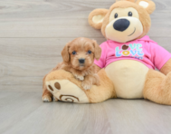 8 week old Cavapoo Puppy For Sale - Seaside Pups