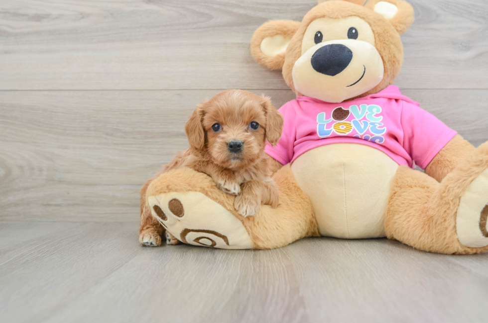 8 week old Cavapoo Puppy For Sale - Seaside Pups