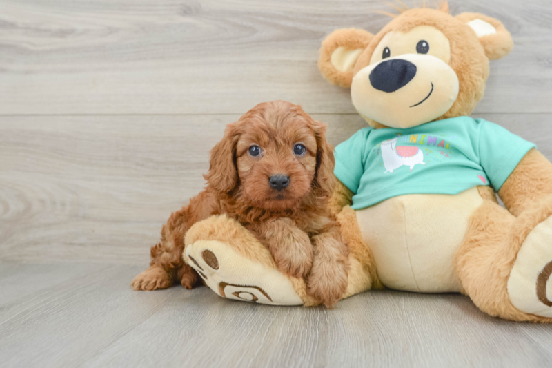 Meet Vance - our Cavapoo Puppy Photo 1/3 - Seaside Pups