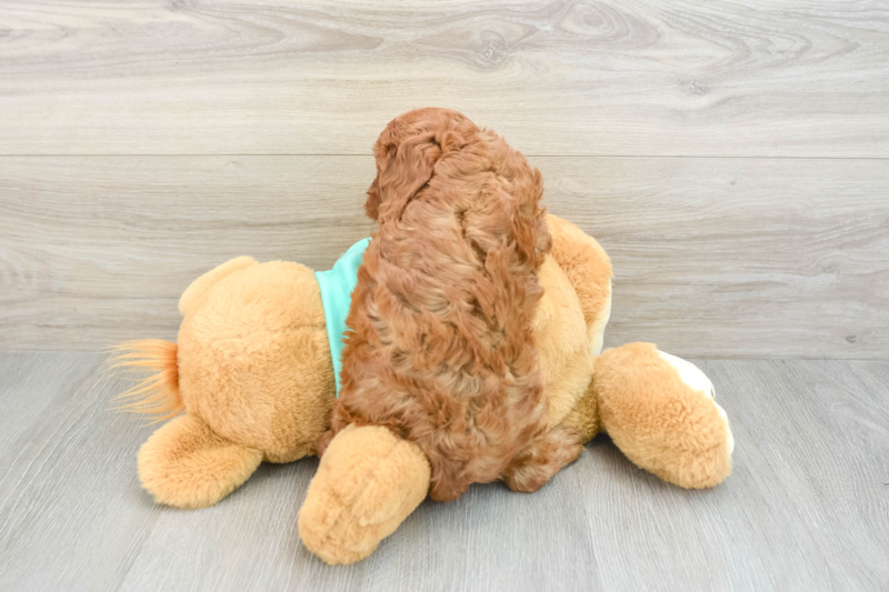 Meet Vance - our Cavapoo Puppy Photo 2/3 - Seaside Pups