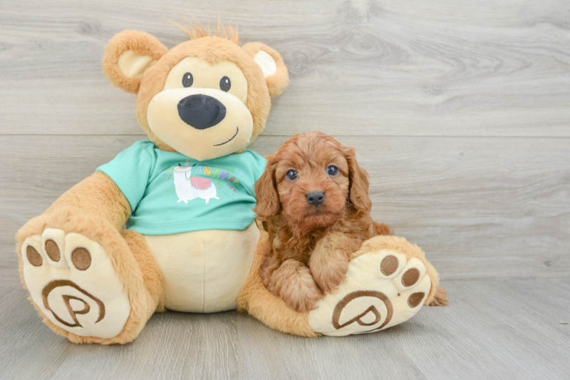 Meet Vance - our Cavapoo Puppy Photo 3/3 - Seaside Pups