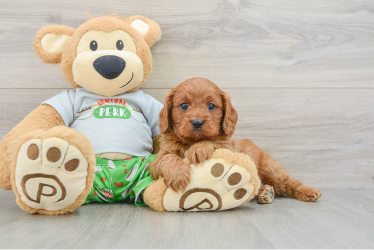 Cavapoo Puppy for Adoption