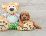 9 week old Cavapoo Puppy For Sale - Seaside Pups