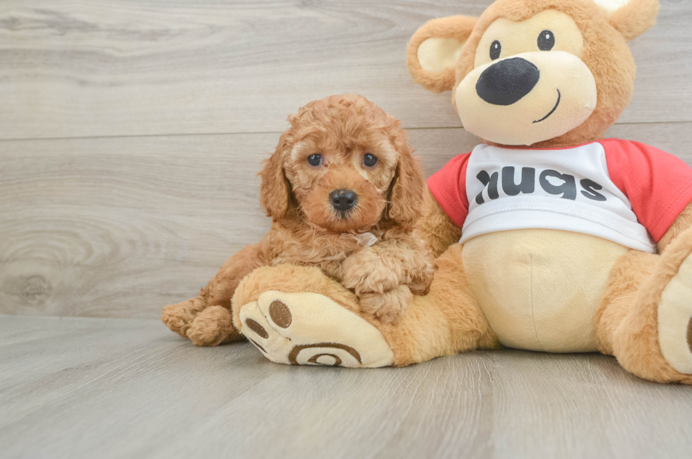 5 week old Cavapoo Puppy For Sale - Seaside Pups
