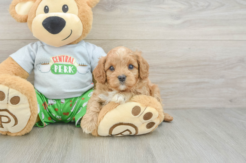 5 week old Cavapoo Puppy For Sale - Seaside Pups