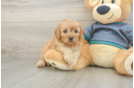 Cavapoo Pup Being Cute
