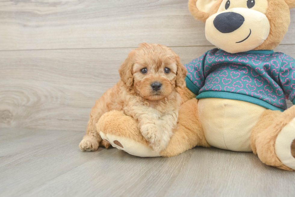 Cavapoo Pup Being Cute