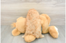 Hypoallergenic Cavadoodle Poodle Mix Puppy