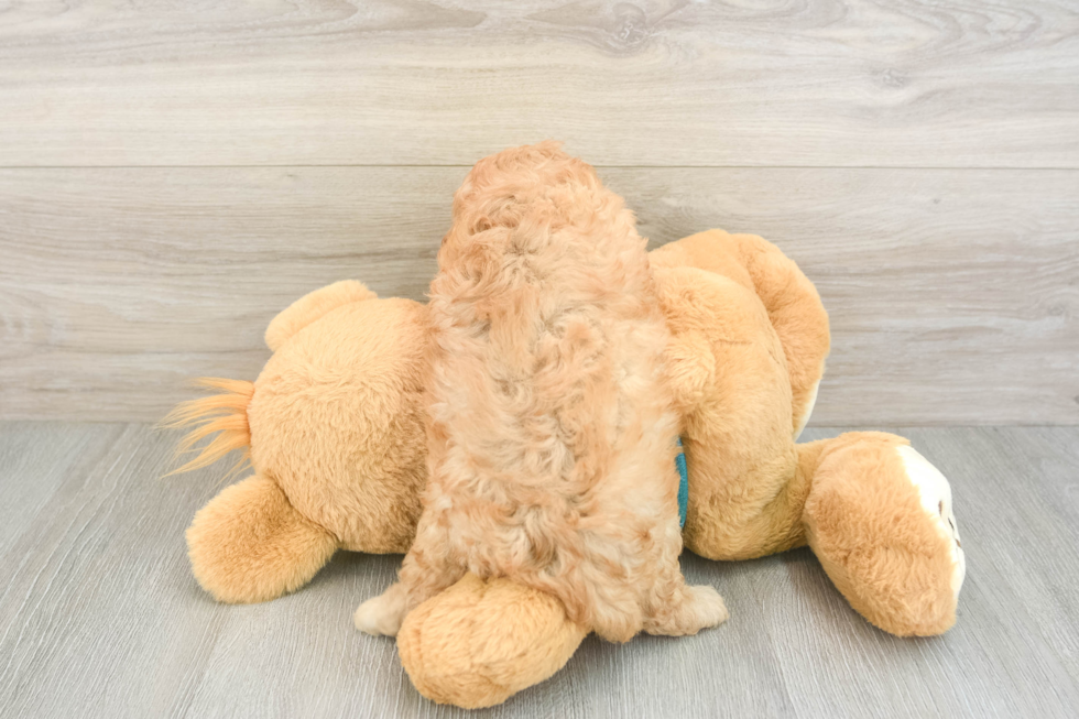 Hypoallergenic Cavadoodle Poodle Mix Puppy