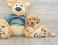 8 week old Cavapoo Puppy For Sale - Seaside Pups