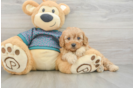 Small Cavapoo Baby