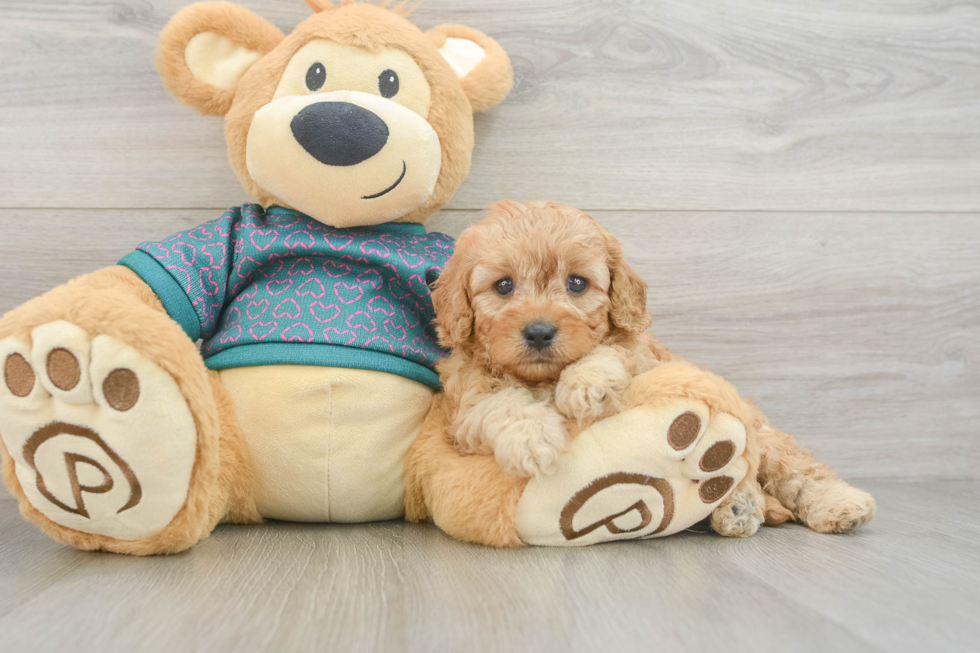 Small Cavapoo Baby
