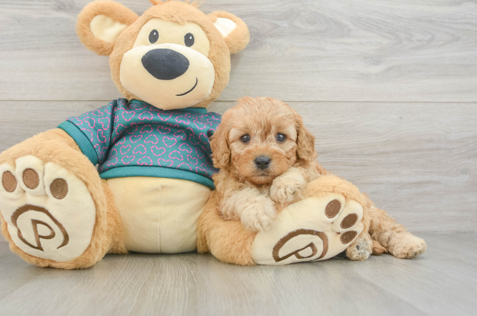 5 week old Cavapoo Puppy For Sale - Seaside Pups