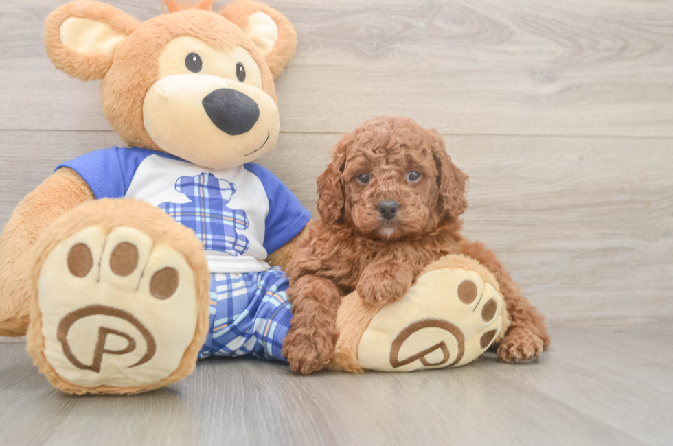 5 week old Cavapoo Puppy For Sale - Seaside Pups