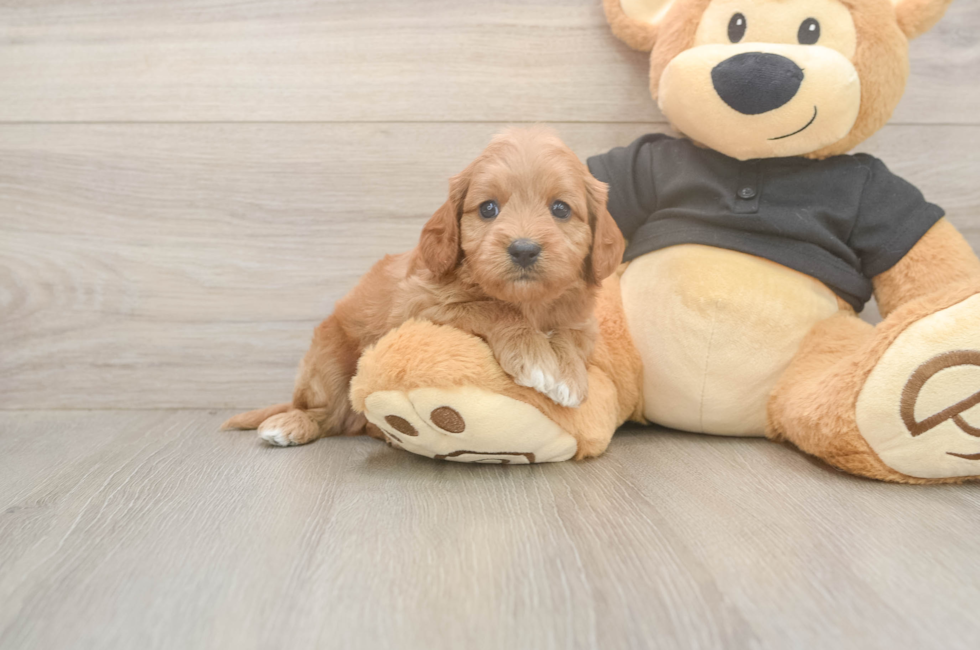 5 week old Cavapoo Puppy For Sale - Seaside Pups
