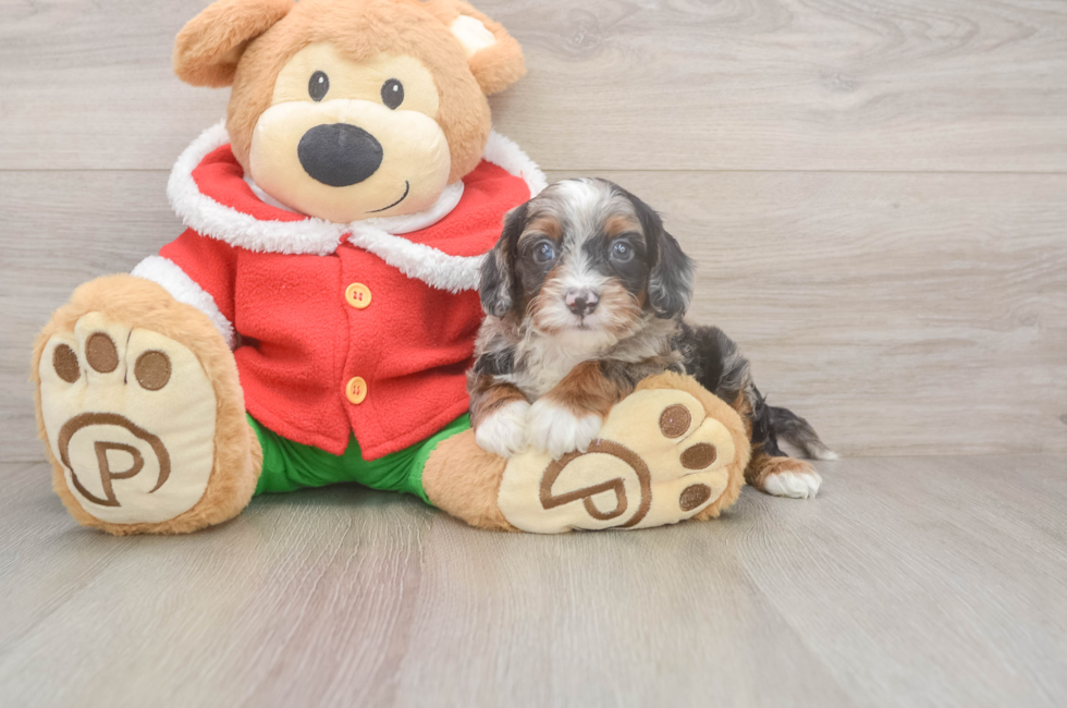 5 week old Cavapoo Puppy For Sale - Seaside Pups