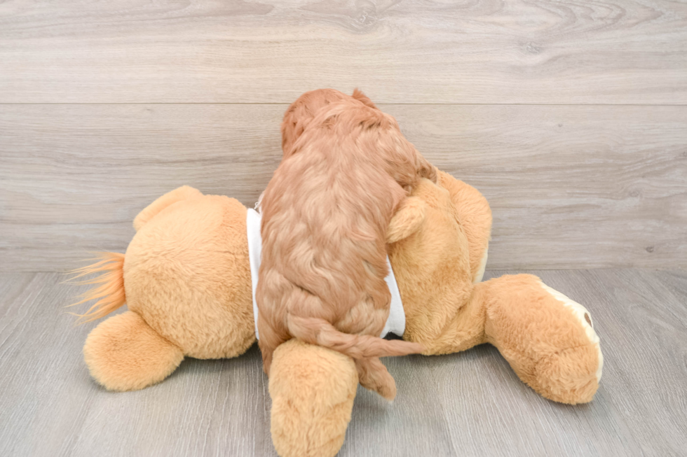 Cavapoo Pup Being Cute