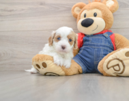 8 week old Cavapoo Puppy For Sale - Seaside Pups