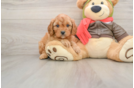 Cavapoo Puppy for Adoption