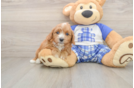 Funny Cavapoo Poodle Mix Pup