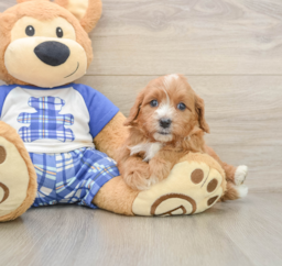8 week old Cavapoo Puppy For Sale - Seaside Pups